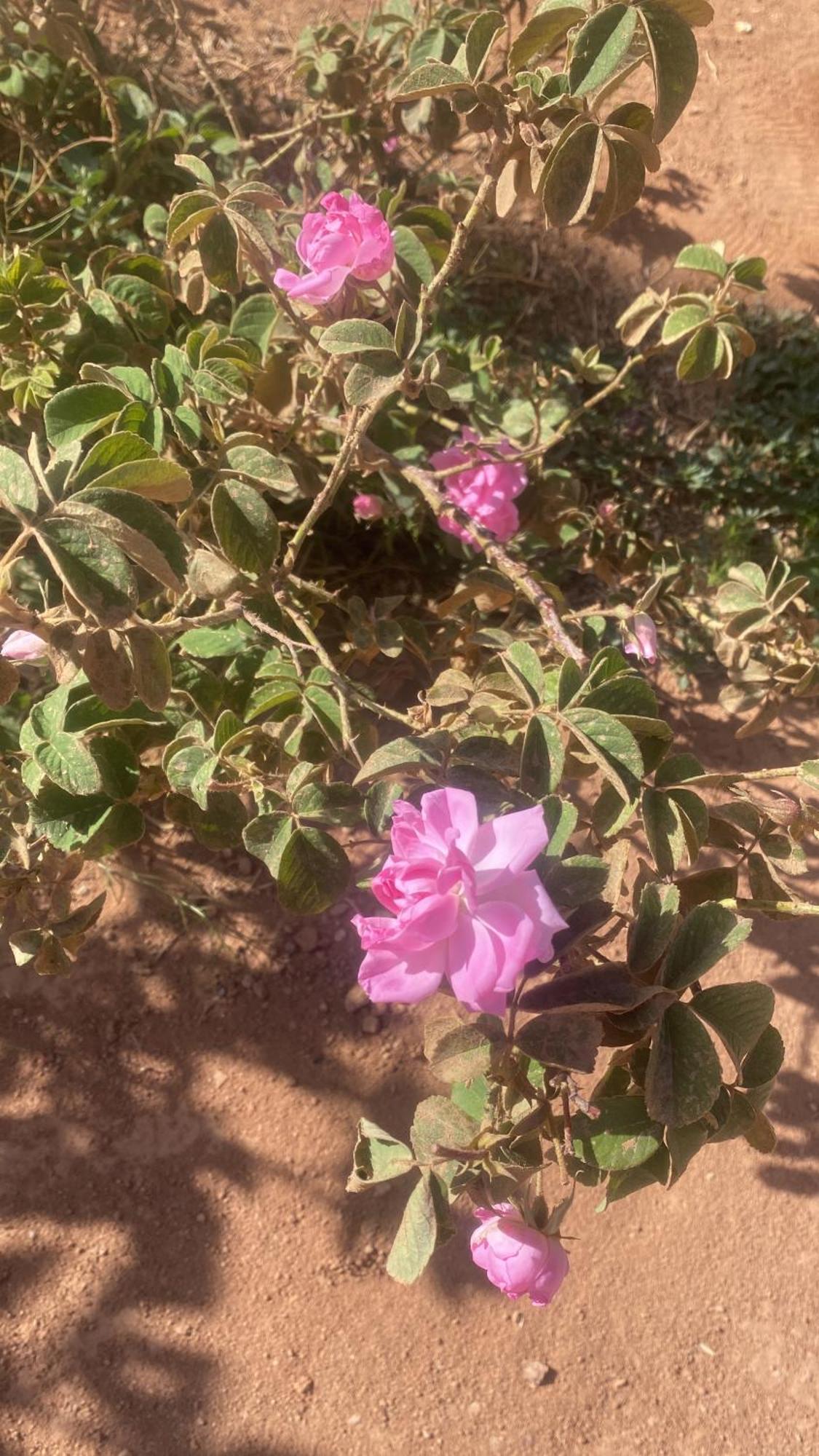 Dar Mgouna Roses Kelaat-M'Gouna ภายนอก รูปภาพ